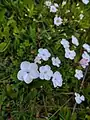 Dianthus cretaceus • میخک گچی