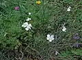 Dianthus cretaceus • میخک گچی