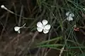 Dianthus cretaceus • میخک گچی