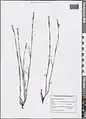 Dianthus cretaceus • میخک گچی