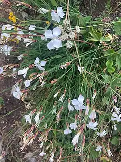 Dianthus cretaceus • میخک گچی