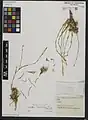 Dianthus basianicus • میخک عراقی