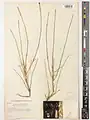 Dianthus basianicus • میخک عراقی