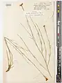 Dianthus basianicus • میخک عراقی