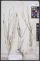 Dianthus austroiranicus • میخک جنوبی