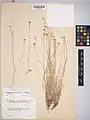 Dianthus austroiranicus • میخک جنوبی