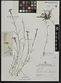 Dianthus agrostolepis • میخک راشستانی
