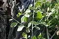 Cocculus pendulus • زامور