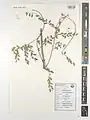 Cocculus pendulus • زامور