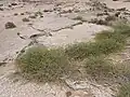 Cocculus pendulus • زامور