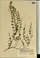 Zataria multiflora • آویشن شیرازی