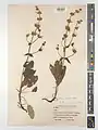 Salvia frigida • مریمگلی یخچالی