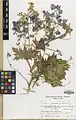 Delphinium elbursense • زبانپسقفای البرزی