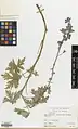 Delphinium elbursense • زبانپسقفای البرزی