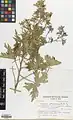 Delphinium elbursense • زبانپسقفای البرزی