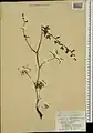 Delphinium cyphoplectrum • زبان‌پس‌قفای زاگرسی