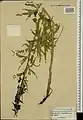 Delphinium cyphoplectrum • زبان‌پس‌قفای زاگرسی