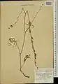 Delphinium cyphoplectrum • زبان‌پس‌قفای زاگرسی