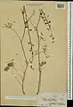 Delphinium cyphoplectrum • زبان‌پس‌قفای زاگرسی