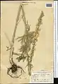 Delphinium biternatum • زبانپسقفای گرگانی