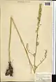 Delphinium biternatum • زبانپسقفای گرگانی