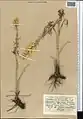 Delphinium biternatum • زبانپسقفای گرگانی