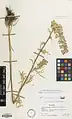 Delphinium biternatum • زبانپسقفای گرگانی