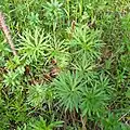 Delphinium biternatum • زبانپسقفای گرگانی