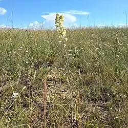 Delphinium biternatum • زبانپسقفای گرگانی