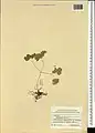 Thalictrum sultanabadense • برگ سدابی سلطان‌آبادی