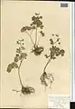 Thalictrum sultanabadense • برگ سدابی سلطان‌آبادی
