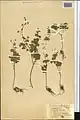 Thalictrum sultanabadense • برگ سدابی سلطان‌آبادی
