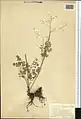 Thalictrum sultanabadense • برگ سدابی سلطان‌آبادی