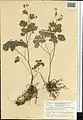 Thalictrum sultanabadense • برگ سدابی سلطان‌آبادی