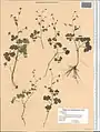 Thalictrum sultanabadense • برگ سدابی سلطان‌آبادی