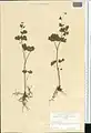 Thalictrum sultanabadense • برگ سدابی سلطان‌آبادی