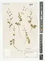 Thalictrum sultanabadense • برگ سدابی سلطان‌آبادی