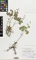 Thalictrum sultanabadense • برگ سدابی سلطان‌آبادی