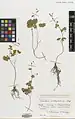 Thalictrum sultanabadense • برگ سدابی سلطان‌آبادی