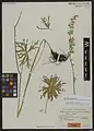 Delphinium ursinum • زبانپسقفای خرس