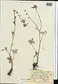 Delphinium turkmenum • زبان‌پس‌قفای ترکمنی