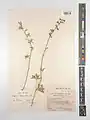 Delphinium tuberosum • زبانپسقفای غدهدار