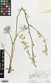 Delphinium tuberosum • زبانپسقفای غدهدار