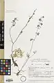 Delphinium tuberosum • زبانپسقفای غدهدار