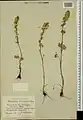 Delphinium szowitsianum • زبان‌پس‌قفای آذربایجانی