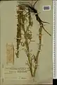 Delphinium szowitsianum • زبان‌پس‌قفای آذربایجانی