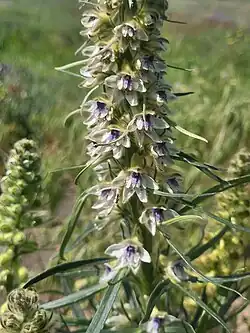 Delphinium szowitsianum • زبان‌پس‌قفای آذربایجانی
