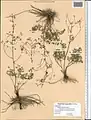 Thalictrum isopyroides • برگ سدابی کوهی