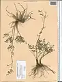 Thalictrum isopyroides • برگ سدابی کوهی