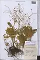 Thalictrum isopyroides • برگ سدابی کوهی